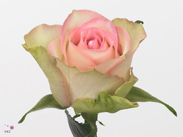 20x Rosa de ruiter's lovely jewel 40cm