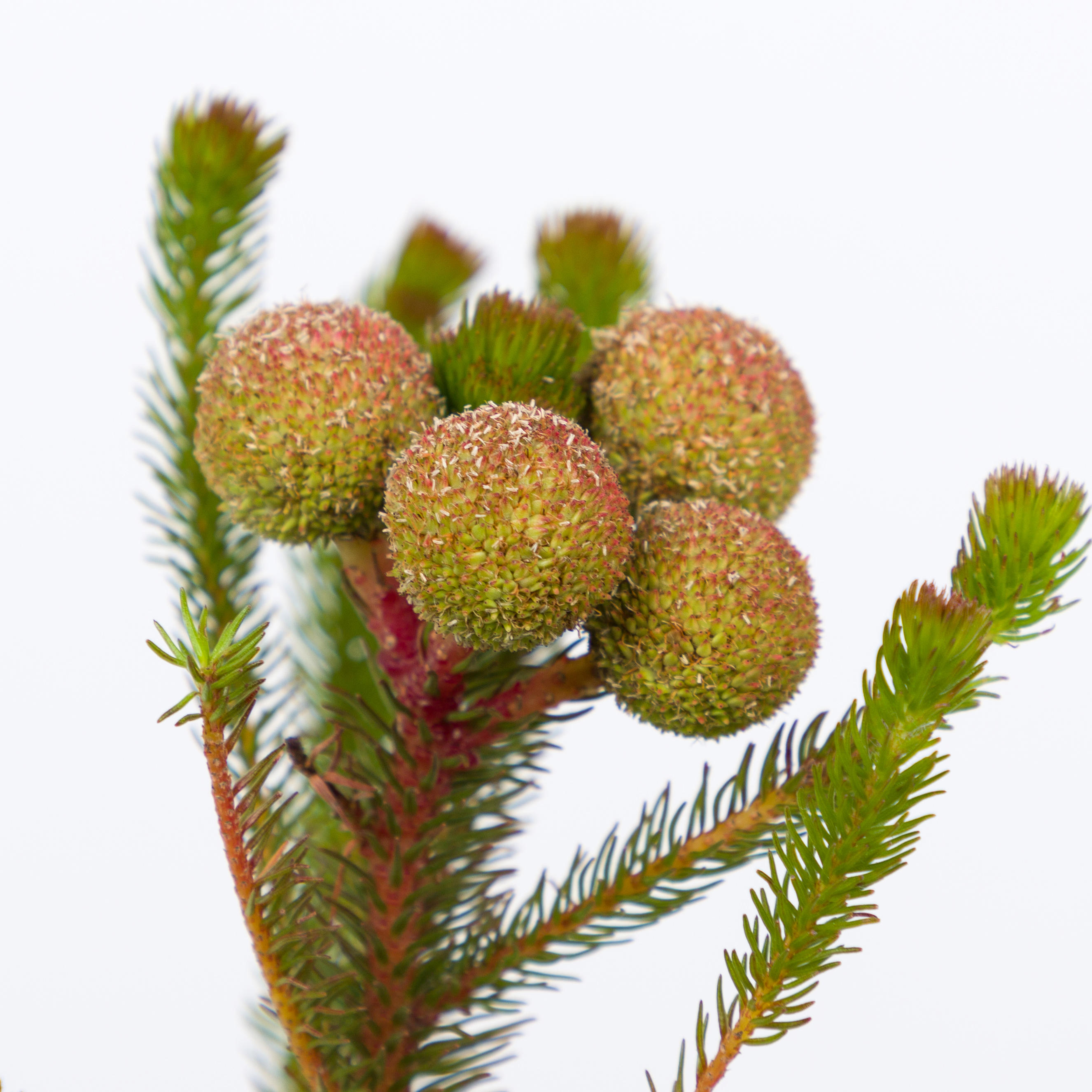 10x Pg berzelia galpinii baubles 40cm