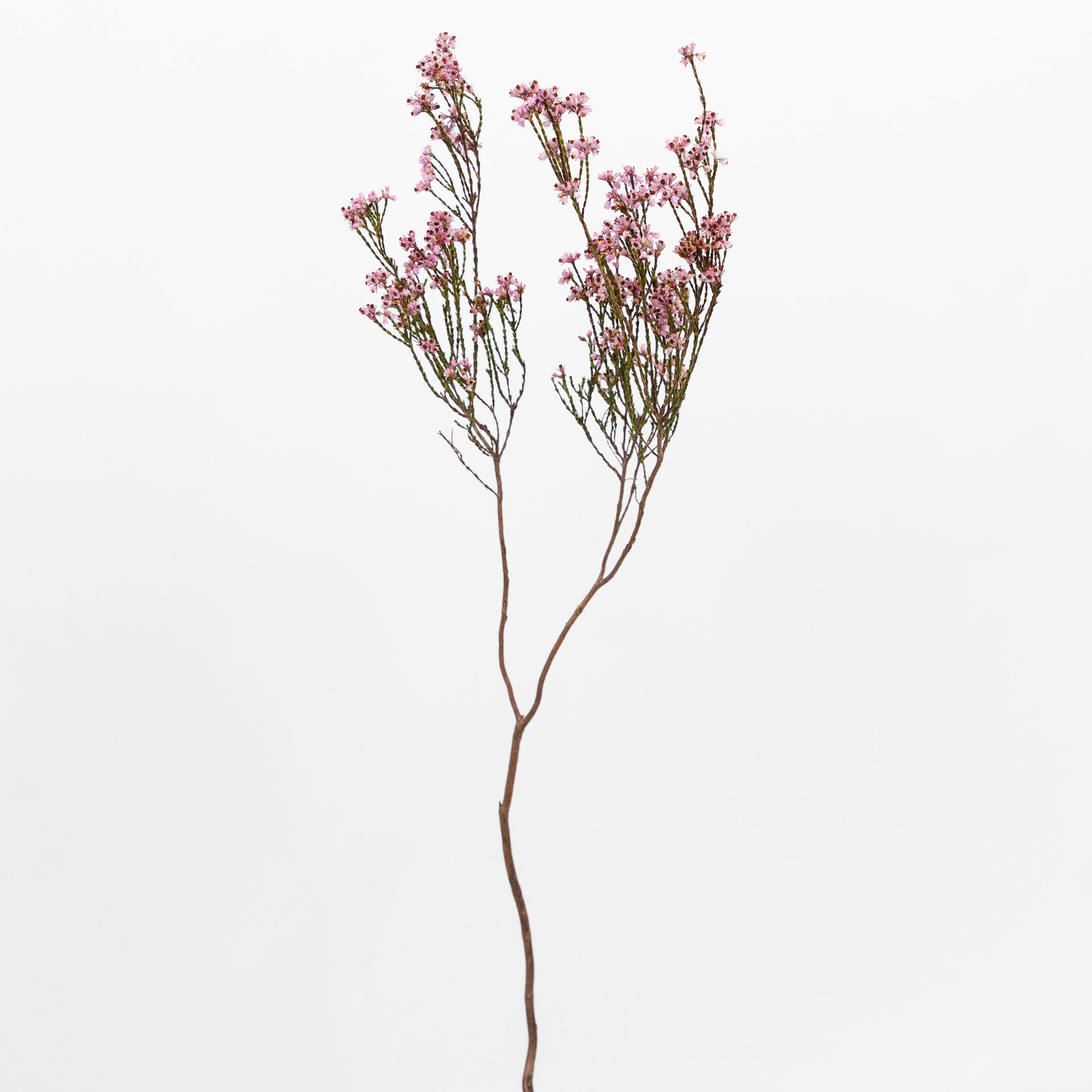 10x Pg erica pink 50cm