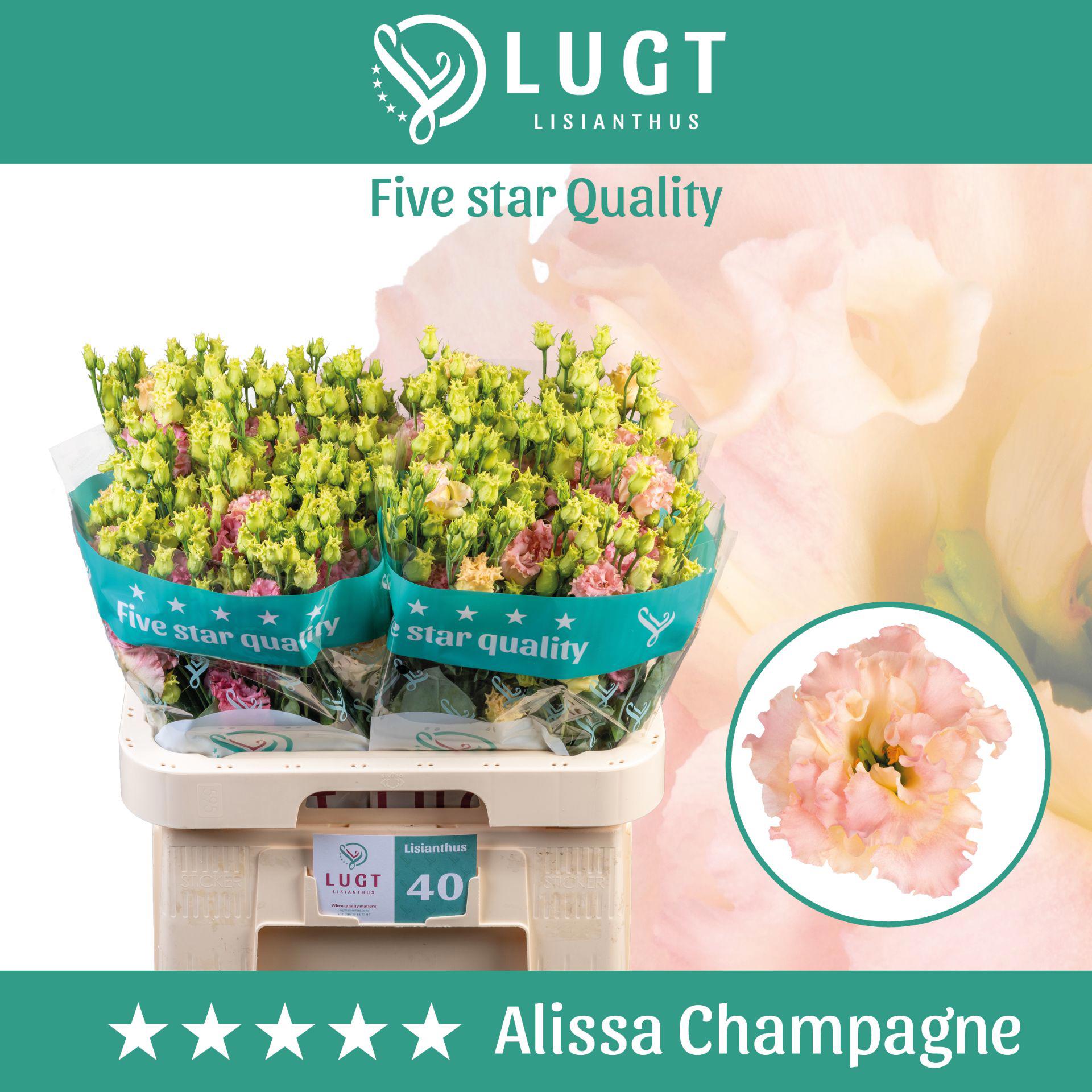 10x Eust.alissa champagne du 70cm