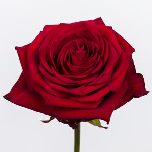60x Rosa red naomi! 60cm