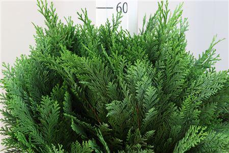 50x Ko thuja blauw 50cm