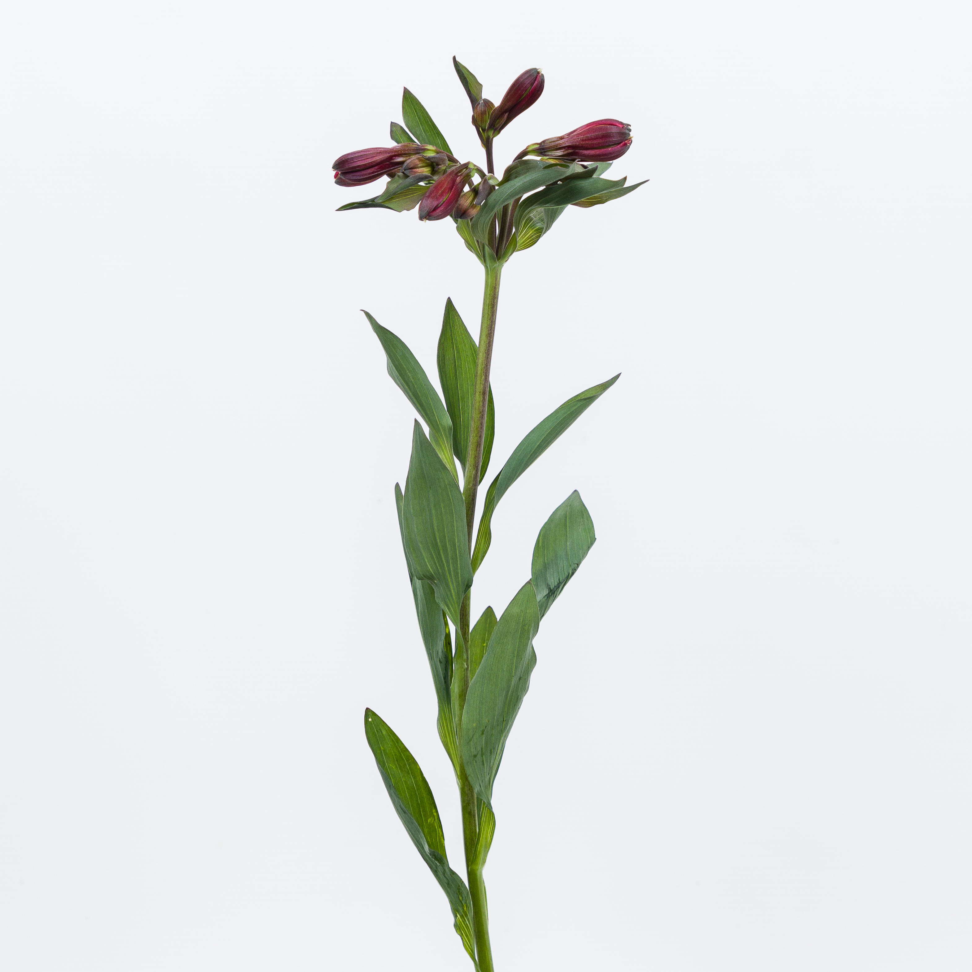 1x Alstroemeria - rood 40cm