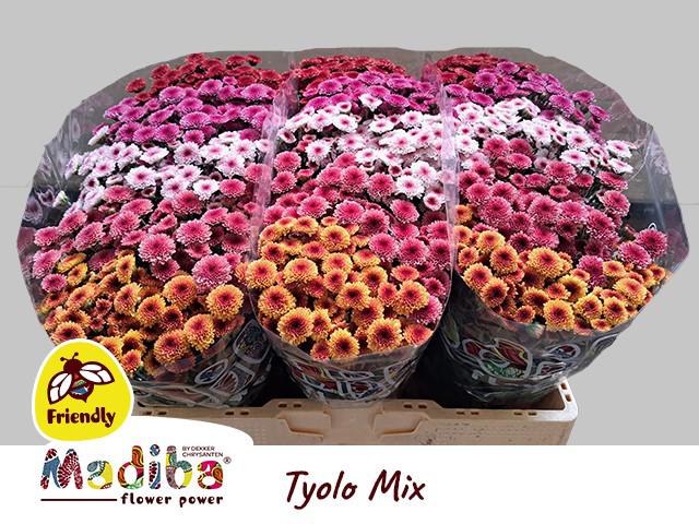 25x Chrysant san.madiba tyolo mix/pak 5 kleuren 50cm