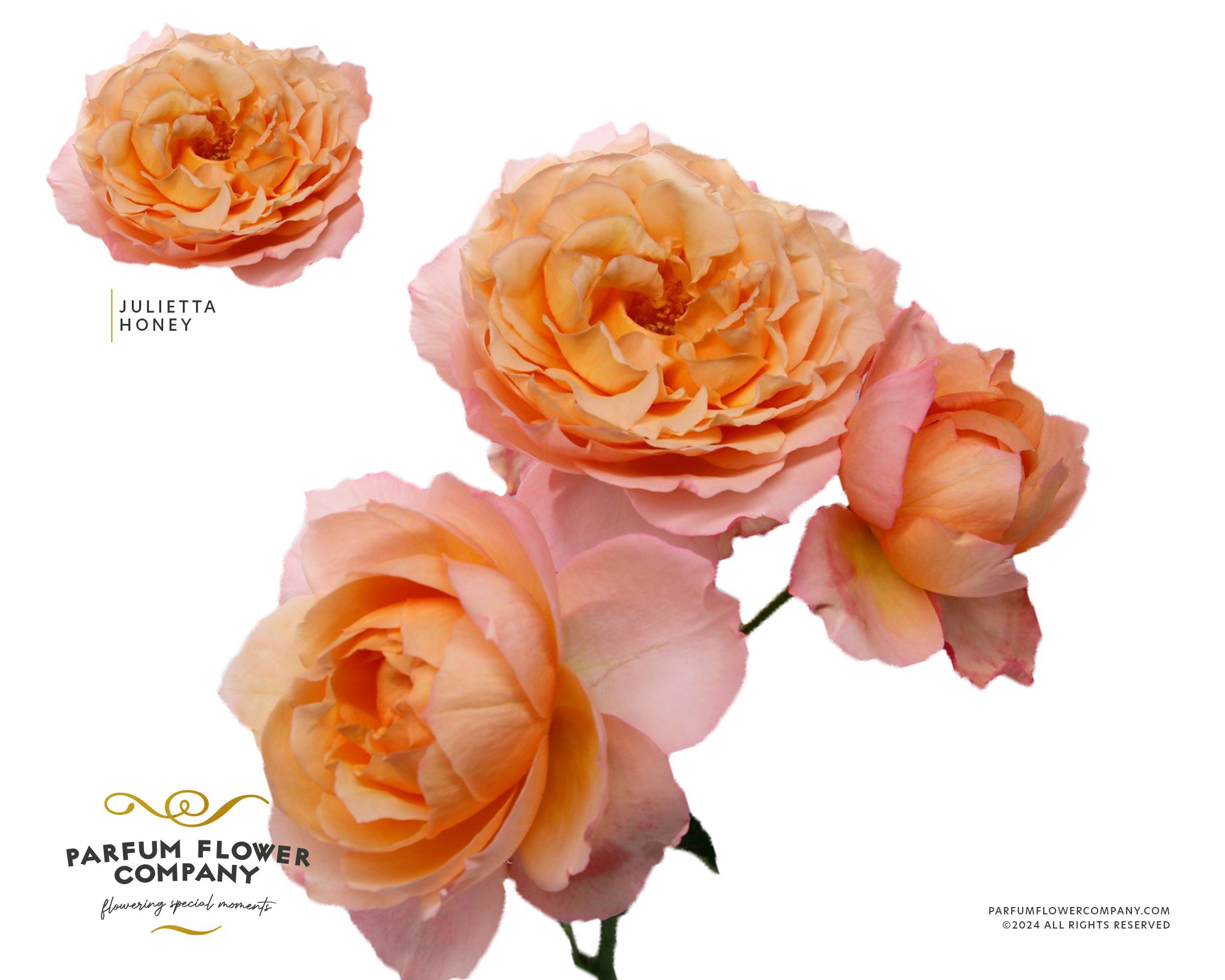 12x Rosa julietta honey 50cm