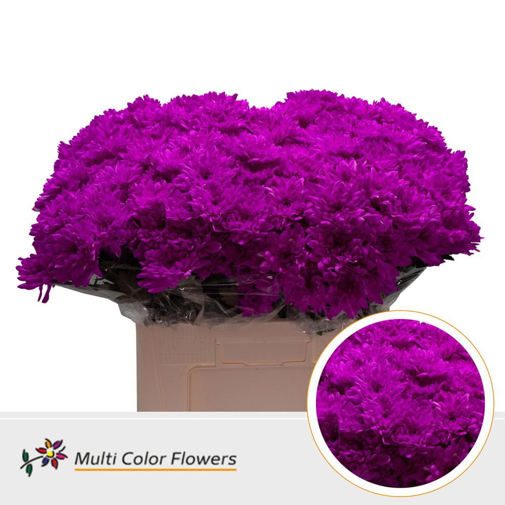 10x Chrysant baltica erica 60cm