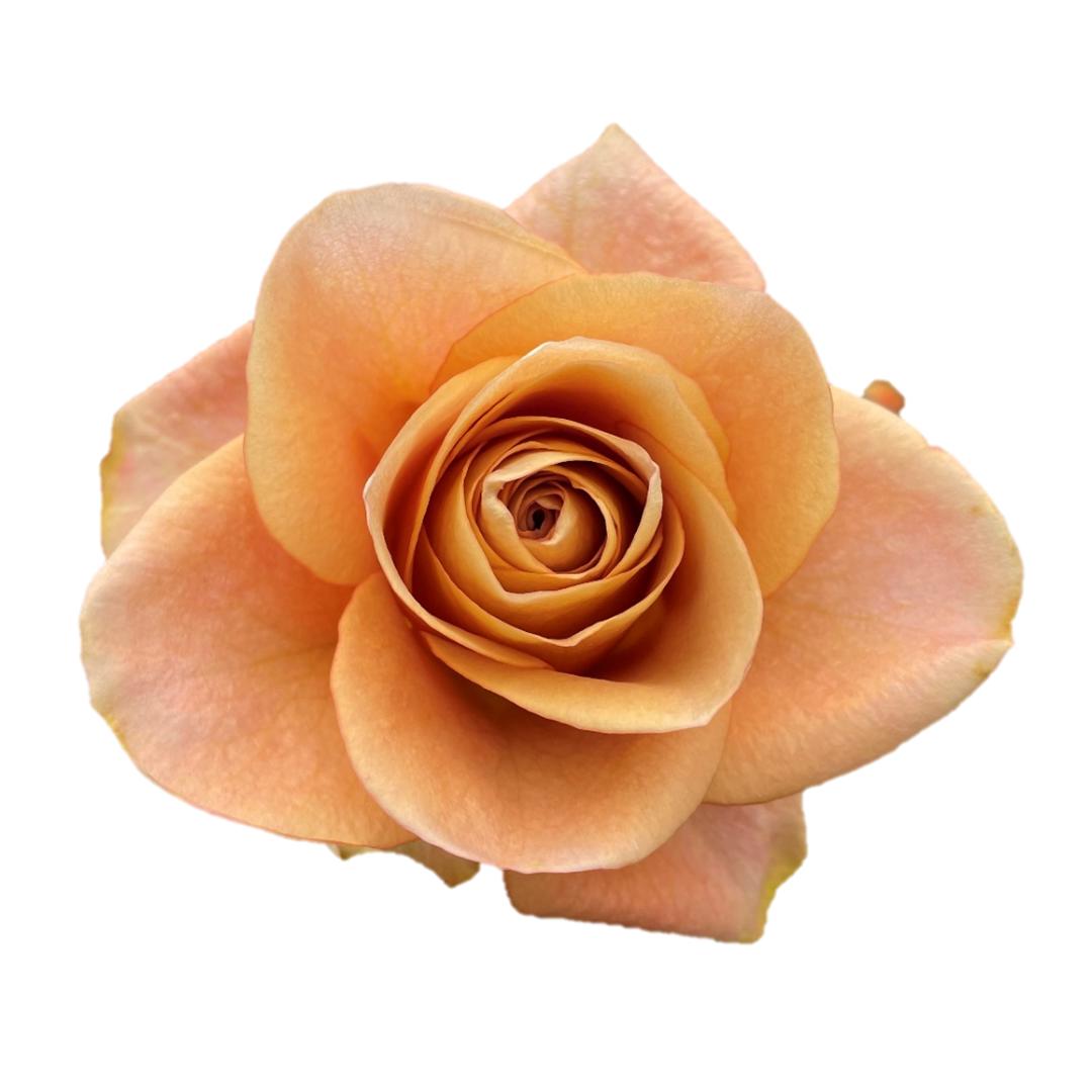 25x Rosa symbol 40cm