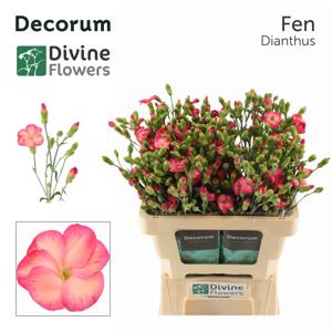 20x Dian.tr.solomio fen 60cm