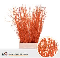 10x Tk betula oranje 70cm