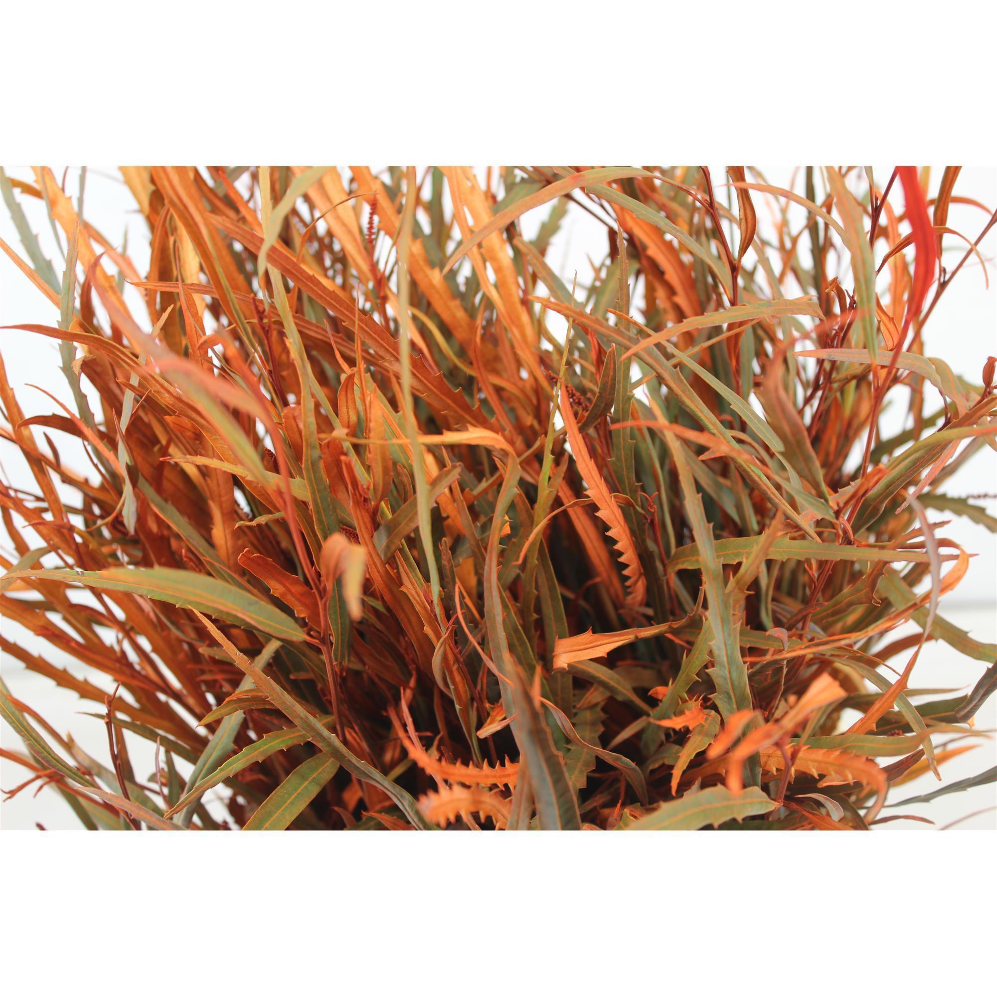 5x Sg grevil.bl.(v) oranje 70cm