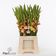 70x Glad.kb.glam.mix var. 60cm
