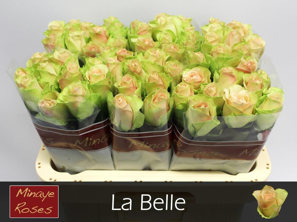 20x Rosa la belle 60cm