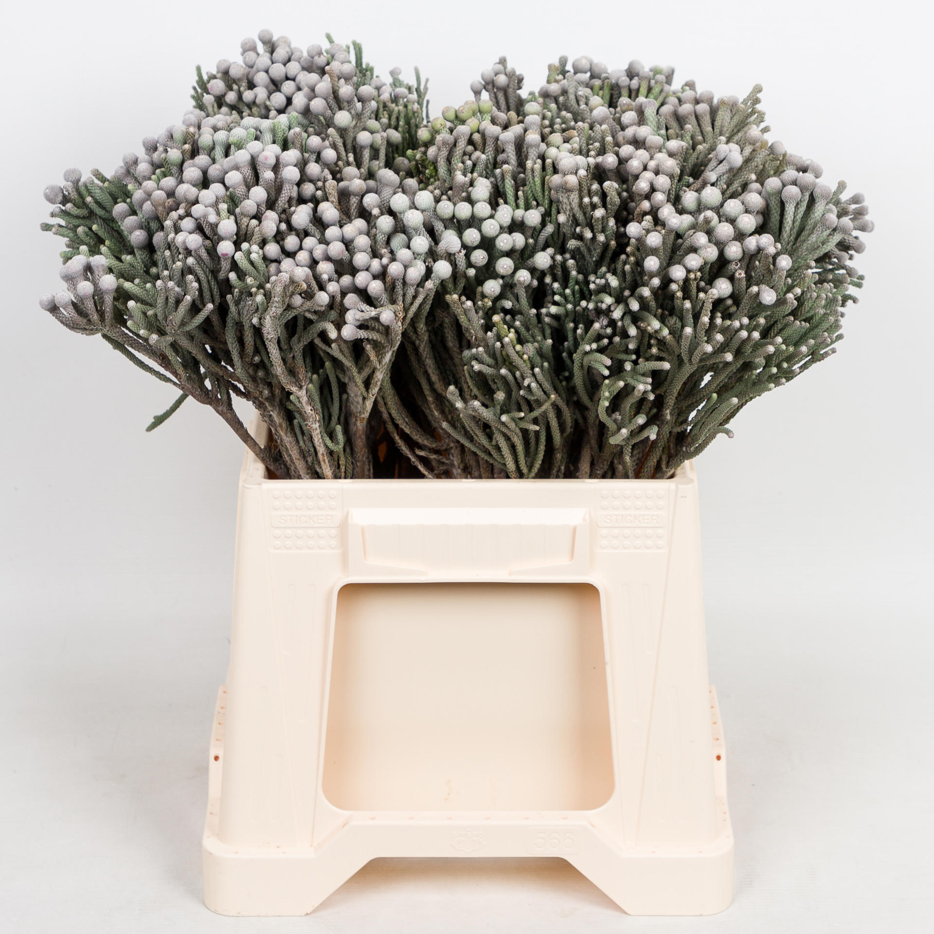 10x Pg brunia laevis 40cm