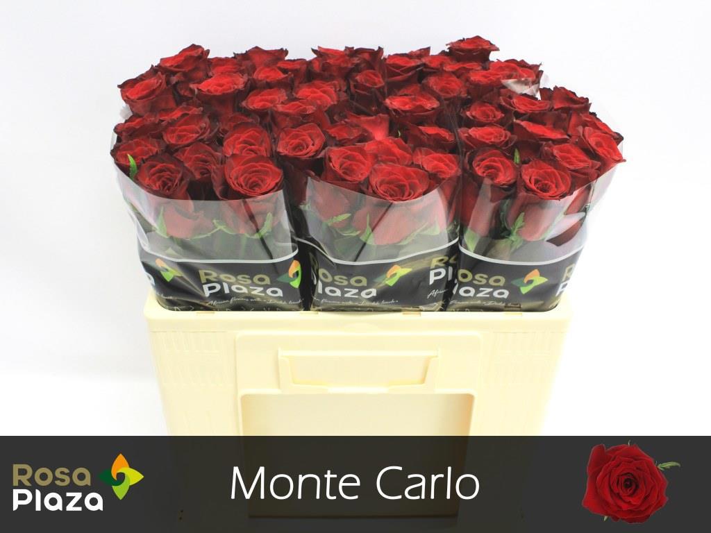 60x Rosa monte carlo 50cm
