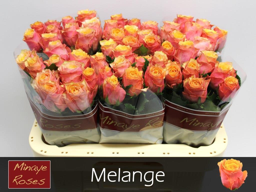 20x Rosa melange 60cm