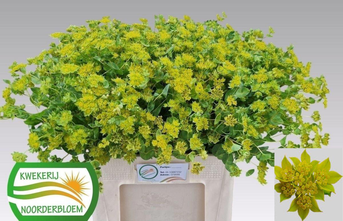 40x Bupleurum griffithii 50cm