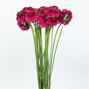 25x Scabiosa dark cherry scoop 60cm