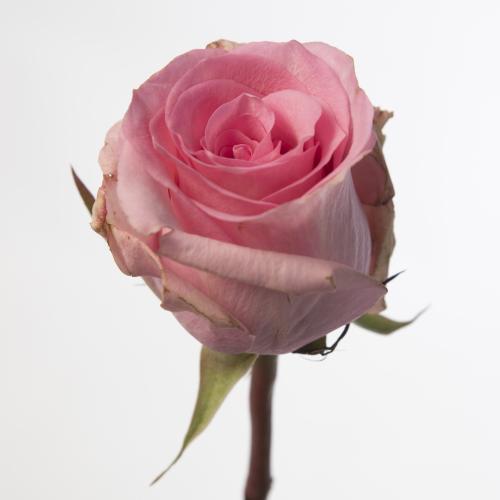 20x Rosa jessika 70cm