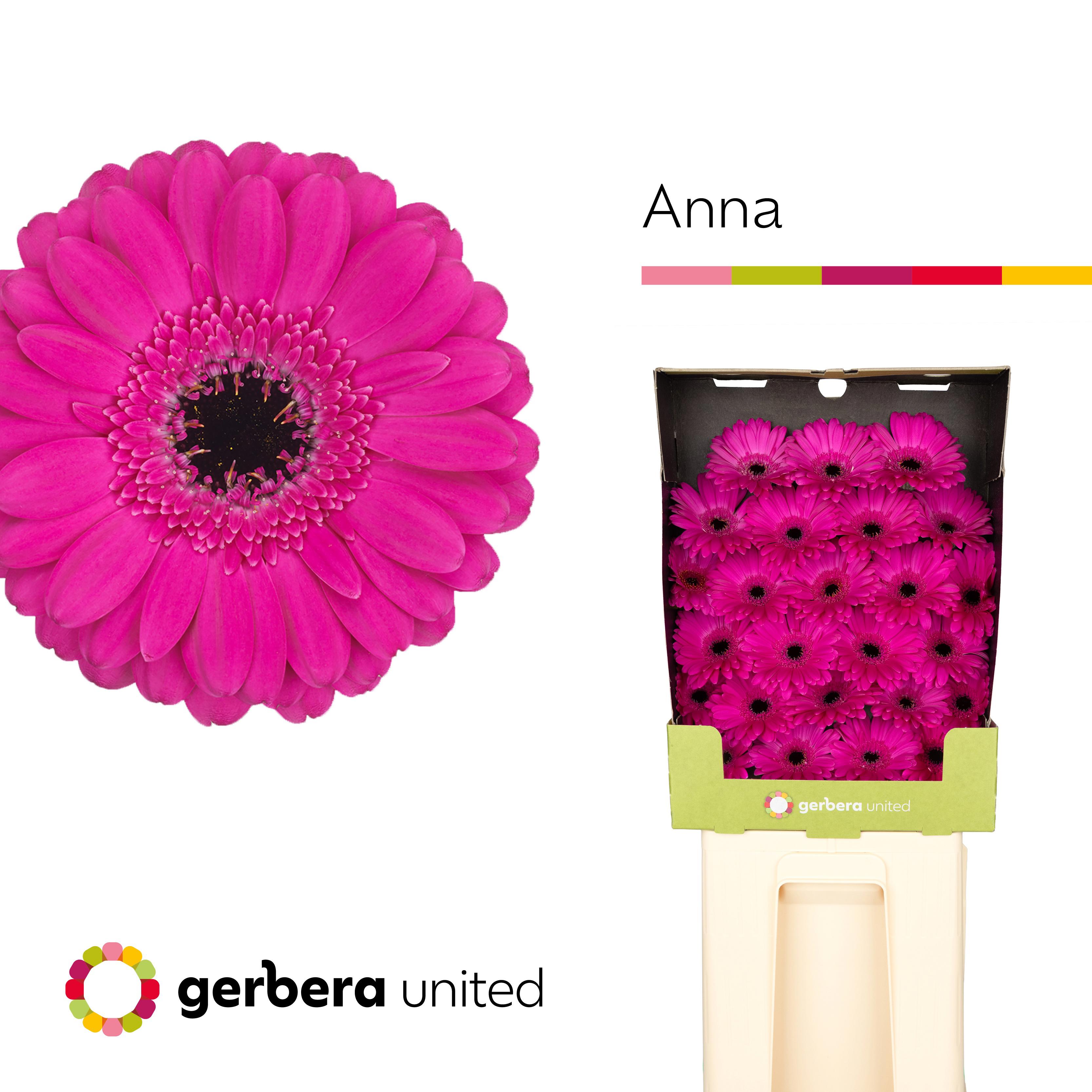 25x Germ.anna 70cm