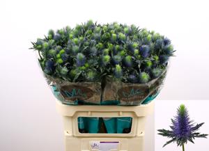 10x Eryngium supernova questar 80cm