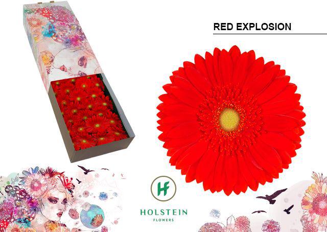 50x Gerb.red explosion 40cm