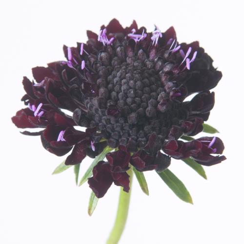 40x Scabiosa blackberry scoop 50cm
