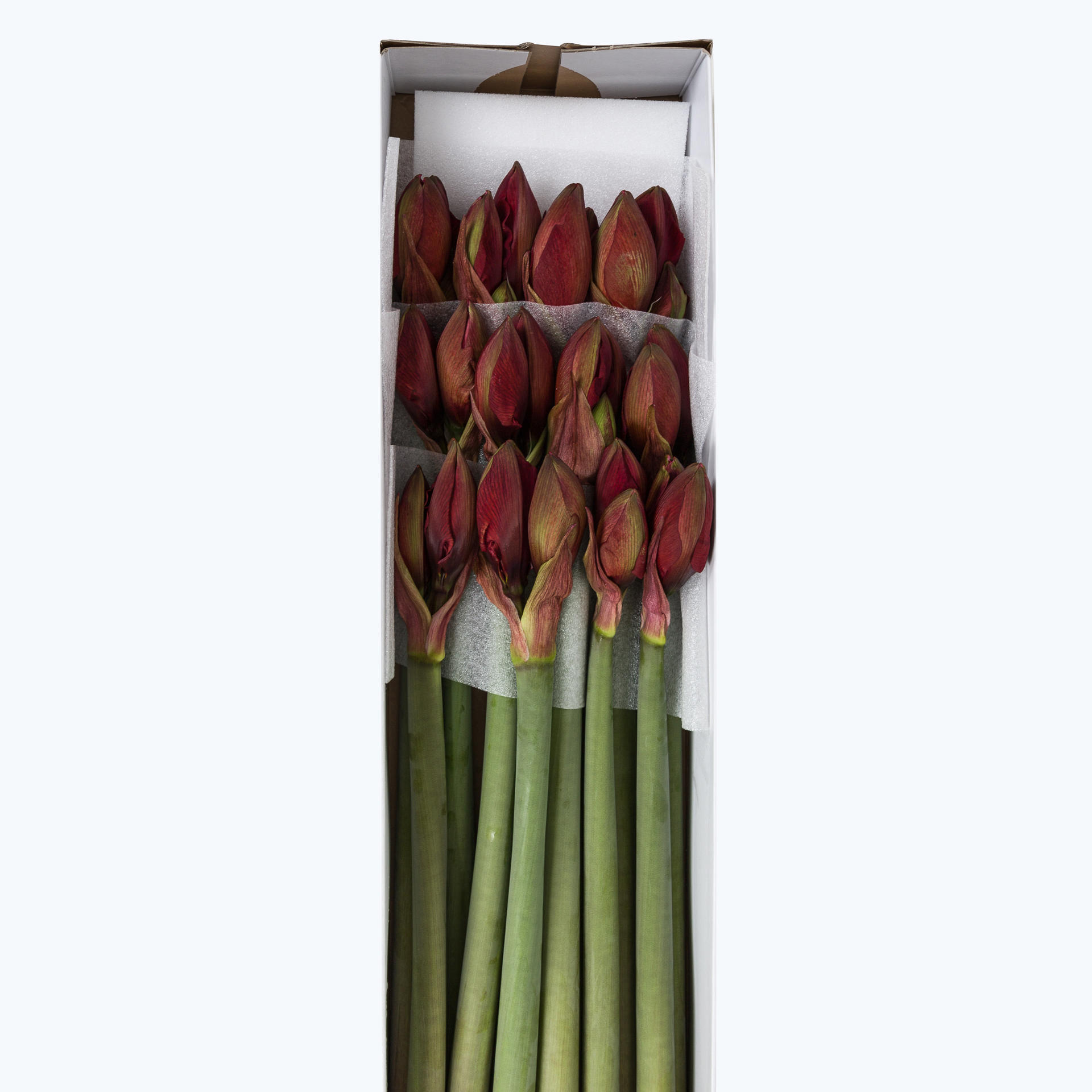 12x Hipp.red torro 50cm