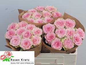 10x Rosa lady jane 50cm
