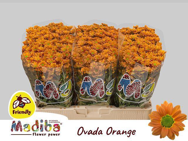 25x Chrysant san.madiba ovada orange 50cm
