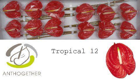12x Anth.tropical 10cm