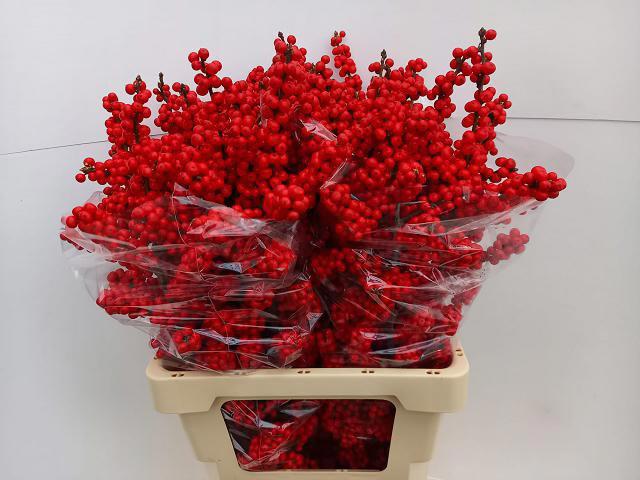 10x Ilex brit buys 70cm