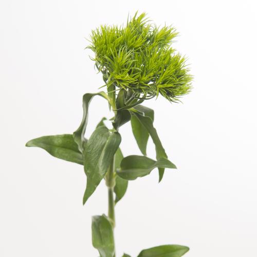 20x Dian.bar.green wicky 60cm