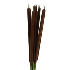 5x Gs typha 80cm