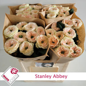 10x Rosa stanley abbey 60cm