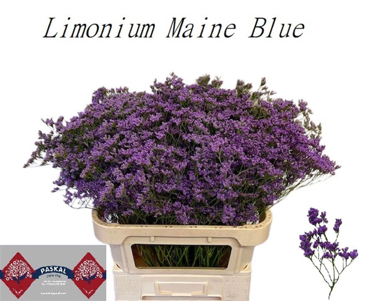 25x Lim.maine blue 80cm