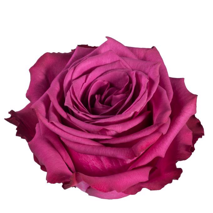 25x Rosa blueberry 50cm
