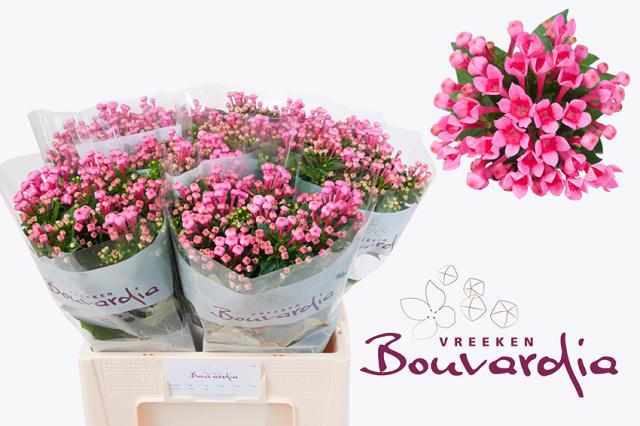 10x Bouv.royal roza 60cm