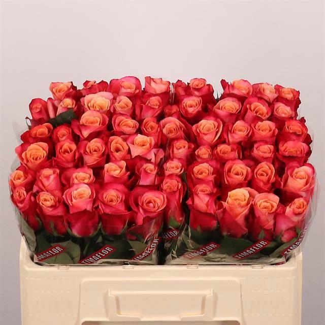 20x Rosa helene 50cm