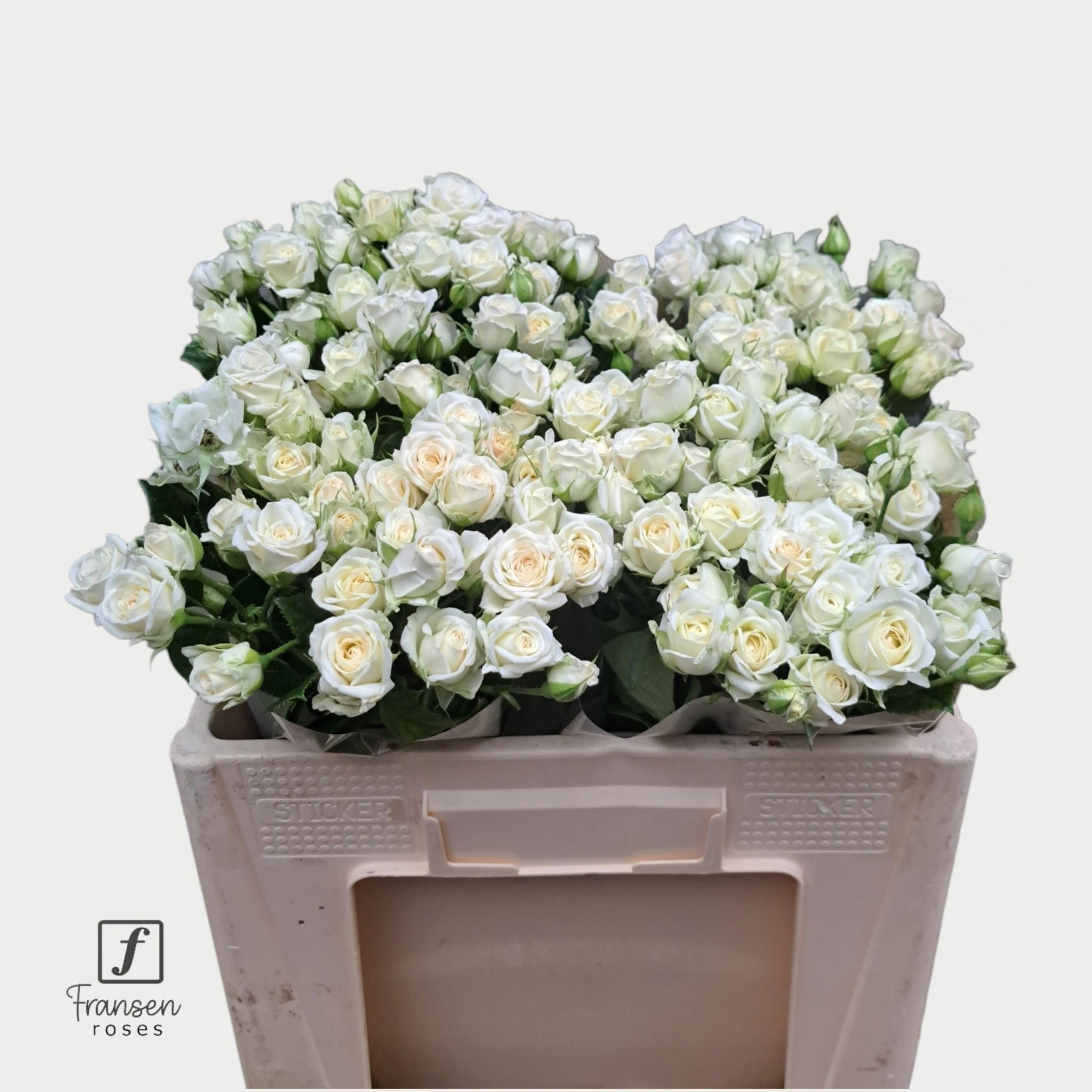 10x Rosa josephine 50cm