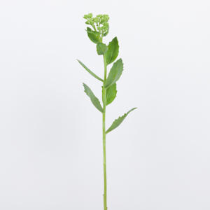 25x Sedum spectabile groen 50cm