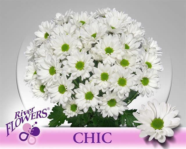 10x Chrysant chic 70cm