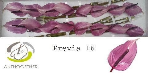 16x Anth.previa 10cm