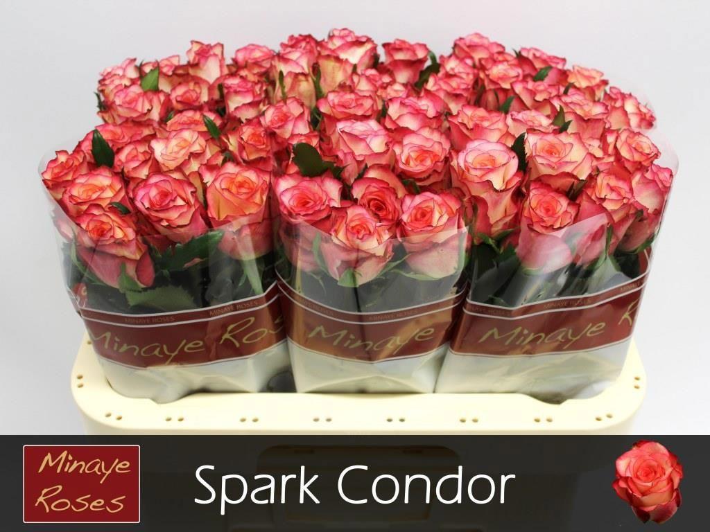 20x Rosa spark condor 60cm