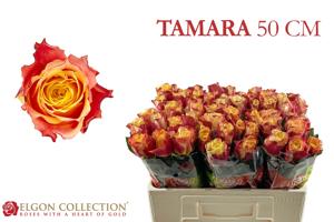 20x Rosa tamara 50cm