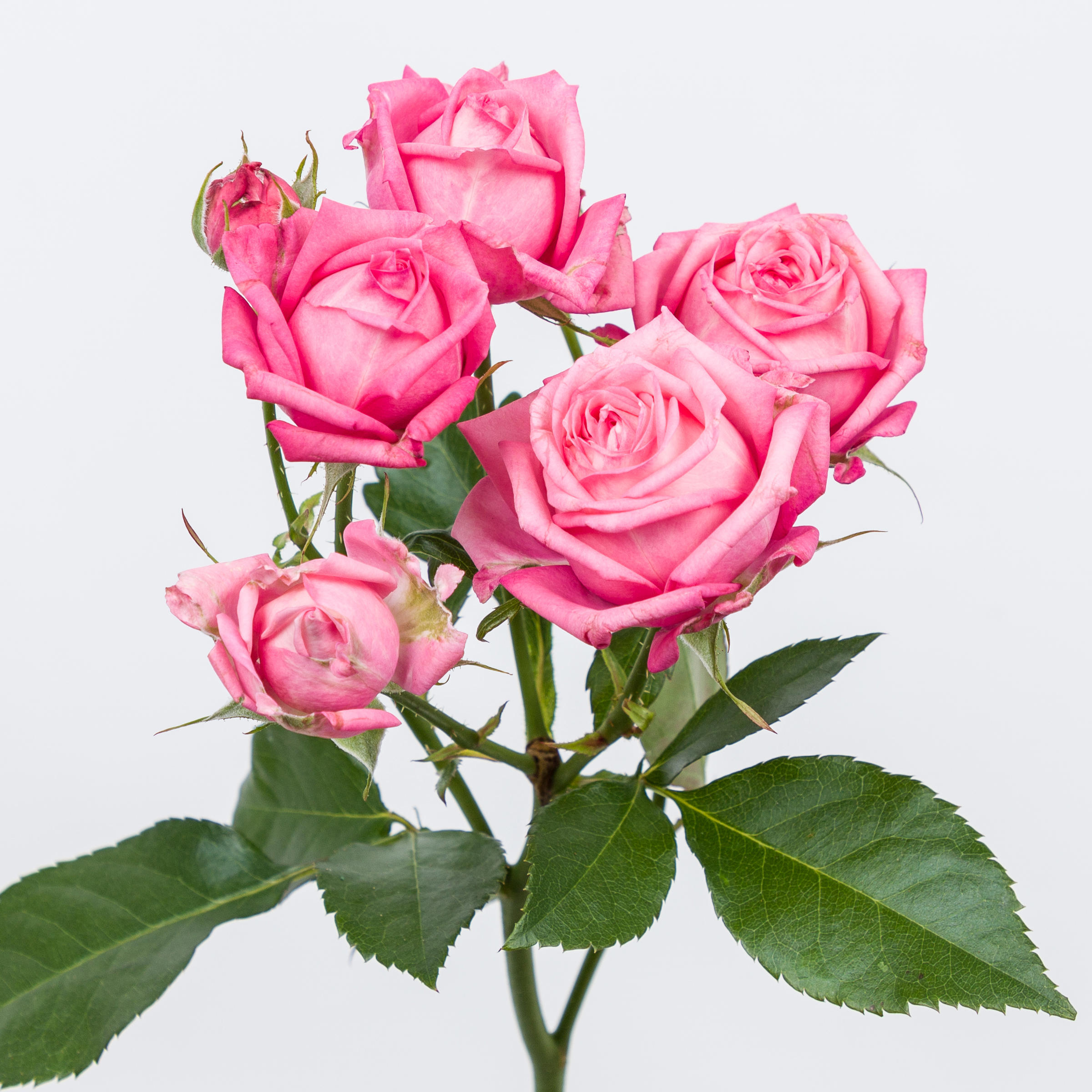 10x Rosa sweet bubbles + 50cm