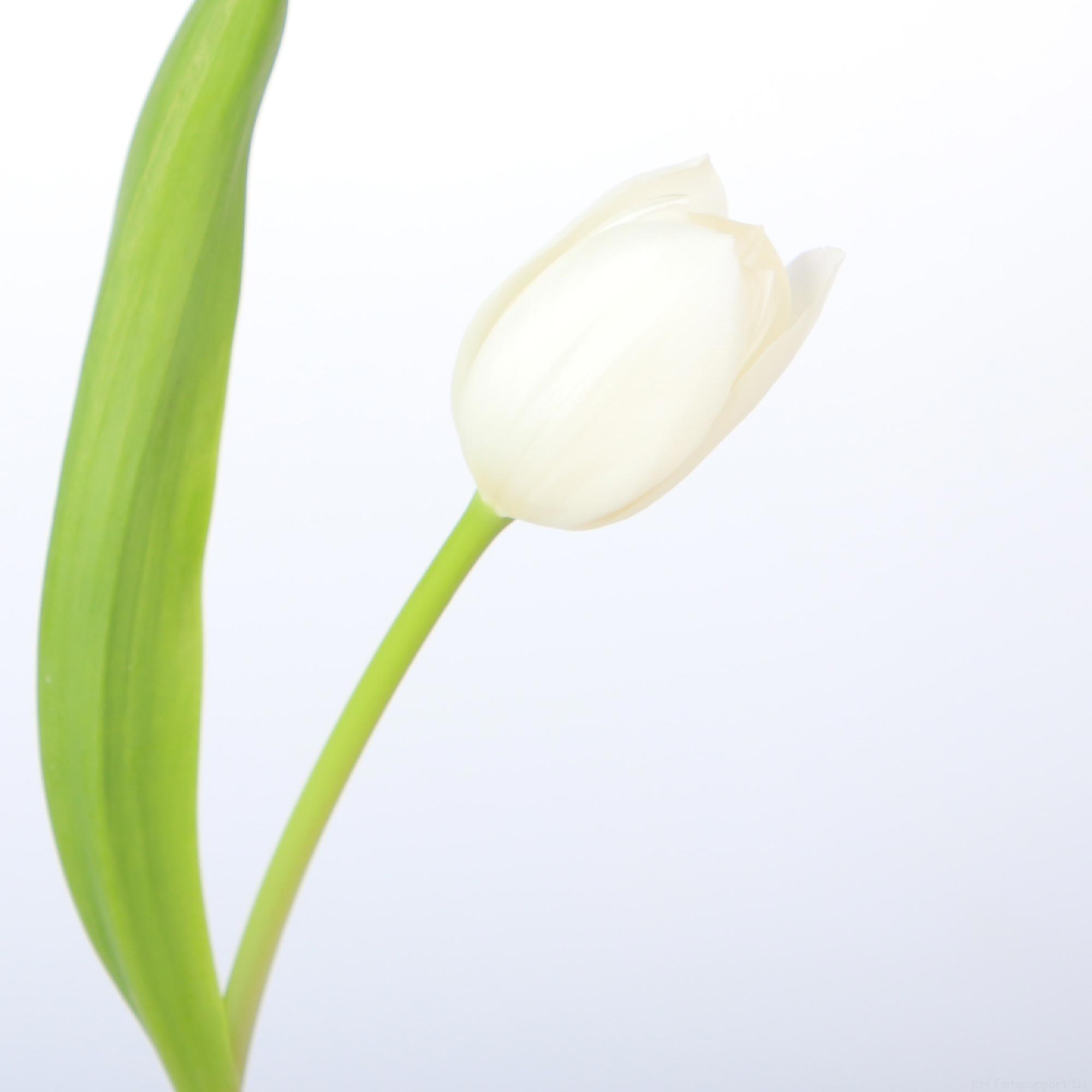 50x Tulipa royal virgin en 40cm