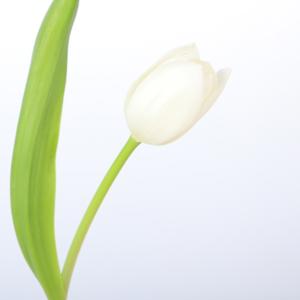 50x Tulipa royal virgin en 40cm