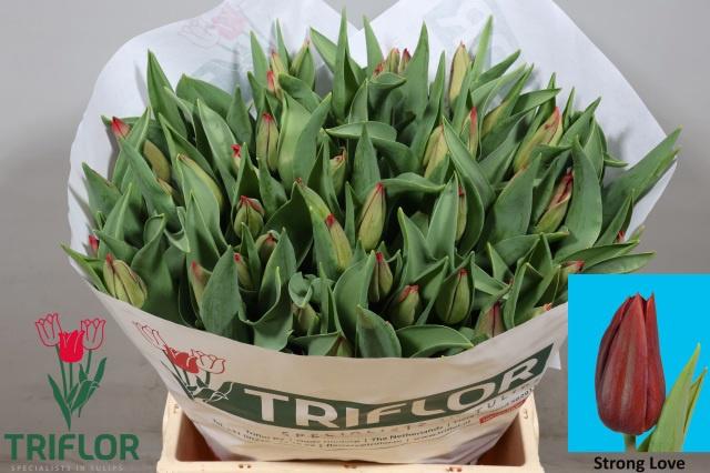 50x Tulipa strong love en 40cm