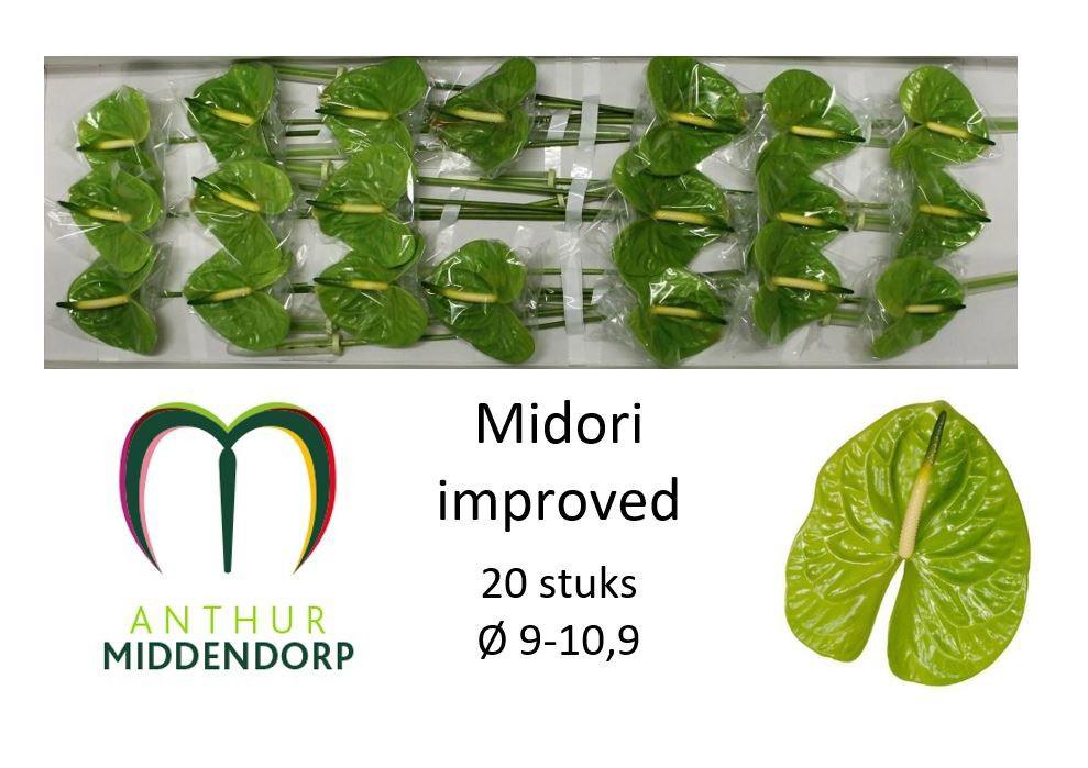 20x Anth.midori improved
