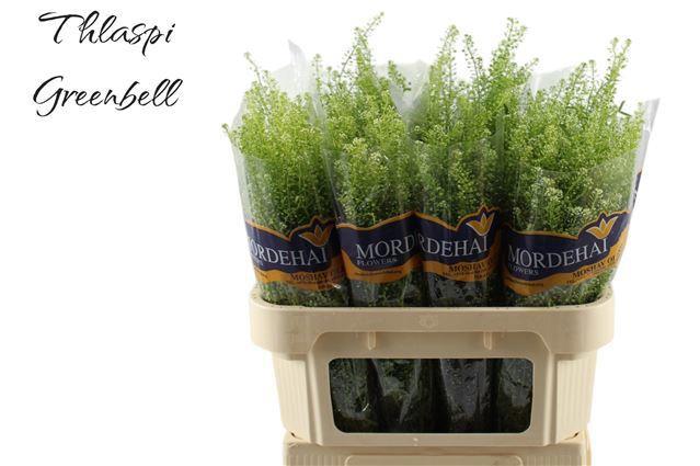 100x Lepid.green bell 60cm